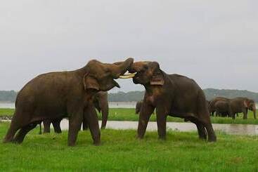 Hotel Hungry Lion Sigiriya