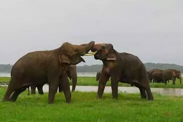 Hotel Hungry Lion Sigiriya