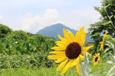 آپارتمان‌های توریست‌ها Yakusugi House