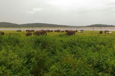 Hotel Sigiri Thilanka Rest Sigiriya
