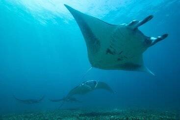 호스텔 Dragon Dive Komodo Dive Resort