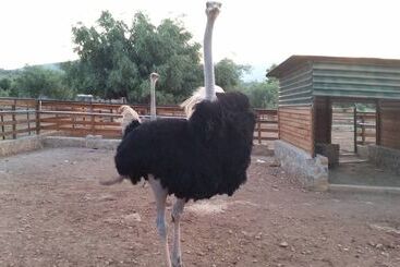 Appartamenti turistici Anthidon Estate