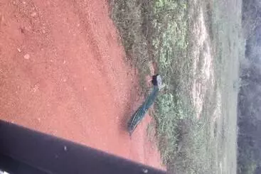 Majatalo Ceylon Wilpattu Safaris & Lodging