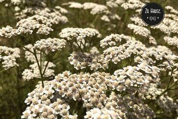 Pensão Zu Hause 1949