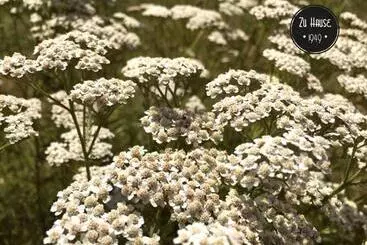 ペンション Zu Hause 1949