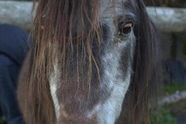 Stutteri Skandihest Apartments