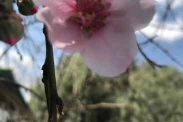 بنسيون Thirty On Cap