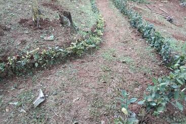 بانگلو Mip Wild Camping