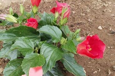 Pensão Vilaboa Servicio De Habitaciones