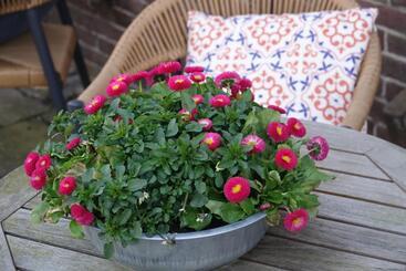 ホテル Het Anker Van Texel