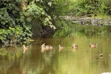 客栈  Flynns Of Termonfeckin