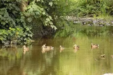 Hôtel (catégorie 1/2 *) Flynns Of Termonfeckin