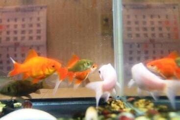 Ryokan Villa Katashio