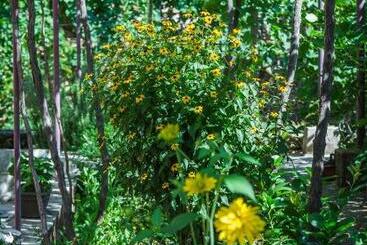 پانسیون Apartman Mim