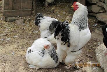 Bed and Breakfast Suite Cucinino, Bagno, Ingresso Indipendente In Villa Vìvì