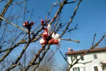 Aamiaismajoitus (B&B) Cascina Dovese