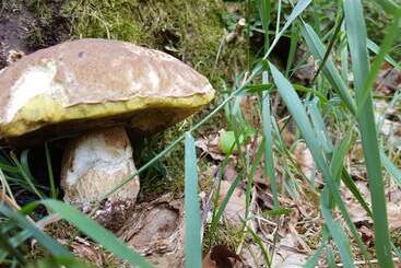 Mökkimajoitus Ferienhaus Mauth