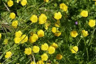 Lägenhetshotell Villa Cavalletti Appartamenti