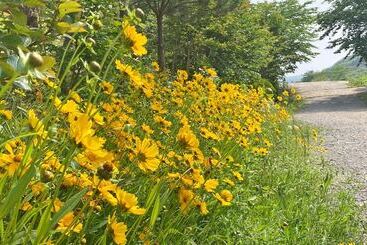 Anmyeondo Tamarind Pension