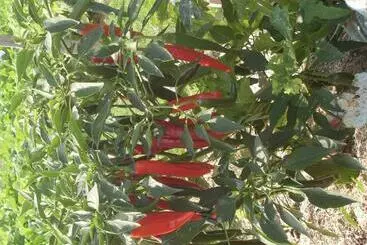 Aamiaismajoitus (B&B) Chambre D'hôtes Les Bruyères