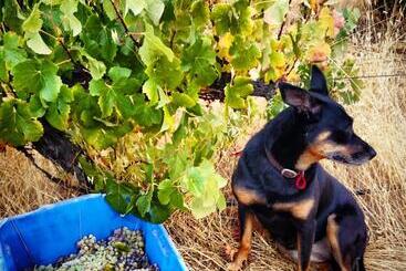 酒店 Hotham Ridge Estate