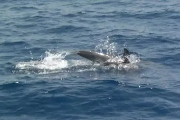 Hôtel Sailing Yacht By Owner, Holidays To Greek Islands