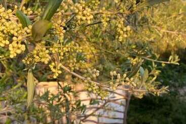 Hotel Agroturismo Malbuger Nou Menorca  Adults Only