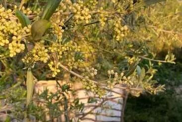 Hotel Agroturismo Malbuger Nou Menorca  Adults Only