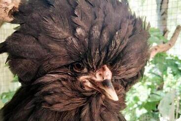 酒店 I Casali Del Buontempo