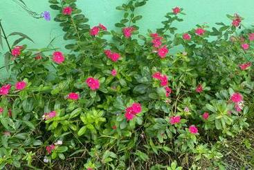 پانسیون Casa Natalia