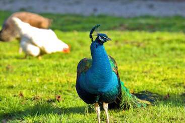 住宿加早餐 Château D Aigneville