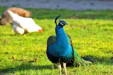 Bed and Breakfast Château D Aigneville