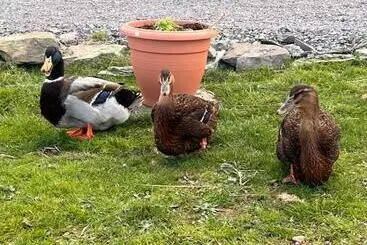 Bed & Breakfast Valentia View