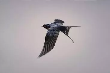 Majatalo Schaefers  Halt