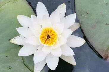 Pensjonat Gabi Szálló Vii