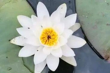 ペンション Gabi Szálló Vii