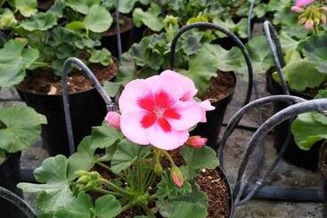 호텔 Agriturismo Le Serre