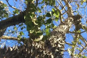 Pensione Ninho Salino