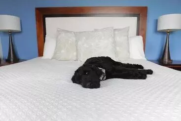 Otel Indigo Asheville Downtown, An Ihg