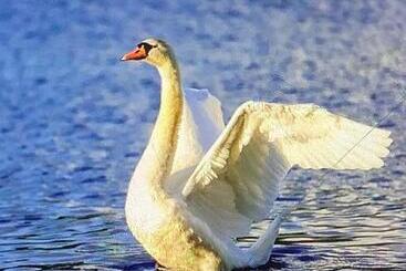 Nocleg ze śniadaniem Ashwoods House