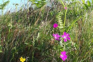 Nocleg ze śniadaniem The Creggs