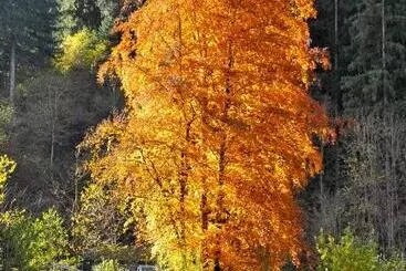 ホテル Gästehaus Pension Edelweiss