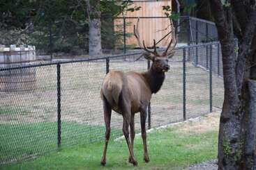 کلبه Box Car Bill