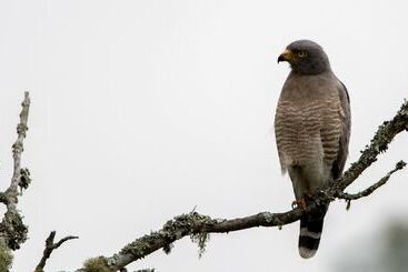 בית מלון כפרי Reserva Kairi