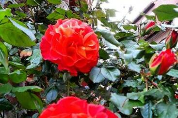 צימר Gästehaus Grüner Baum