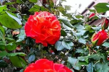 Aamiaismajoitus (B&B) Gästehaus Grüner Baum