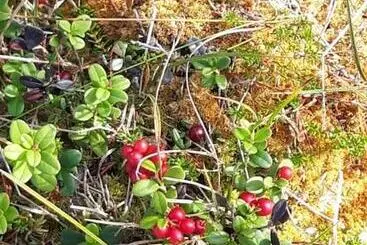 Aamiaismajoitus (B&B) The Old Post Office