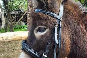 Apartamente turistice Turistična Kmetija Marovt