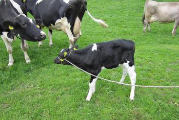 별장 Bauernhof Bilgeri