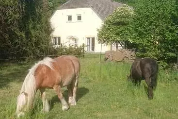 ツーリストアパートメント Ferienwohnung Am Gutshaus Pamitz